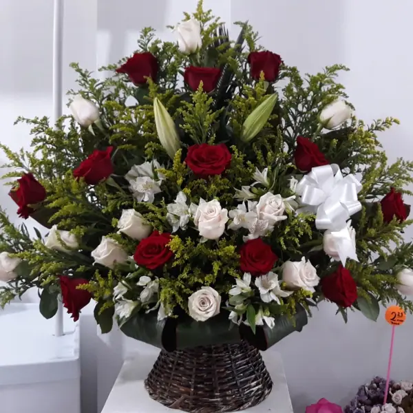Elegancia Bicolor