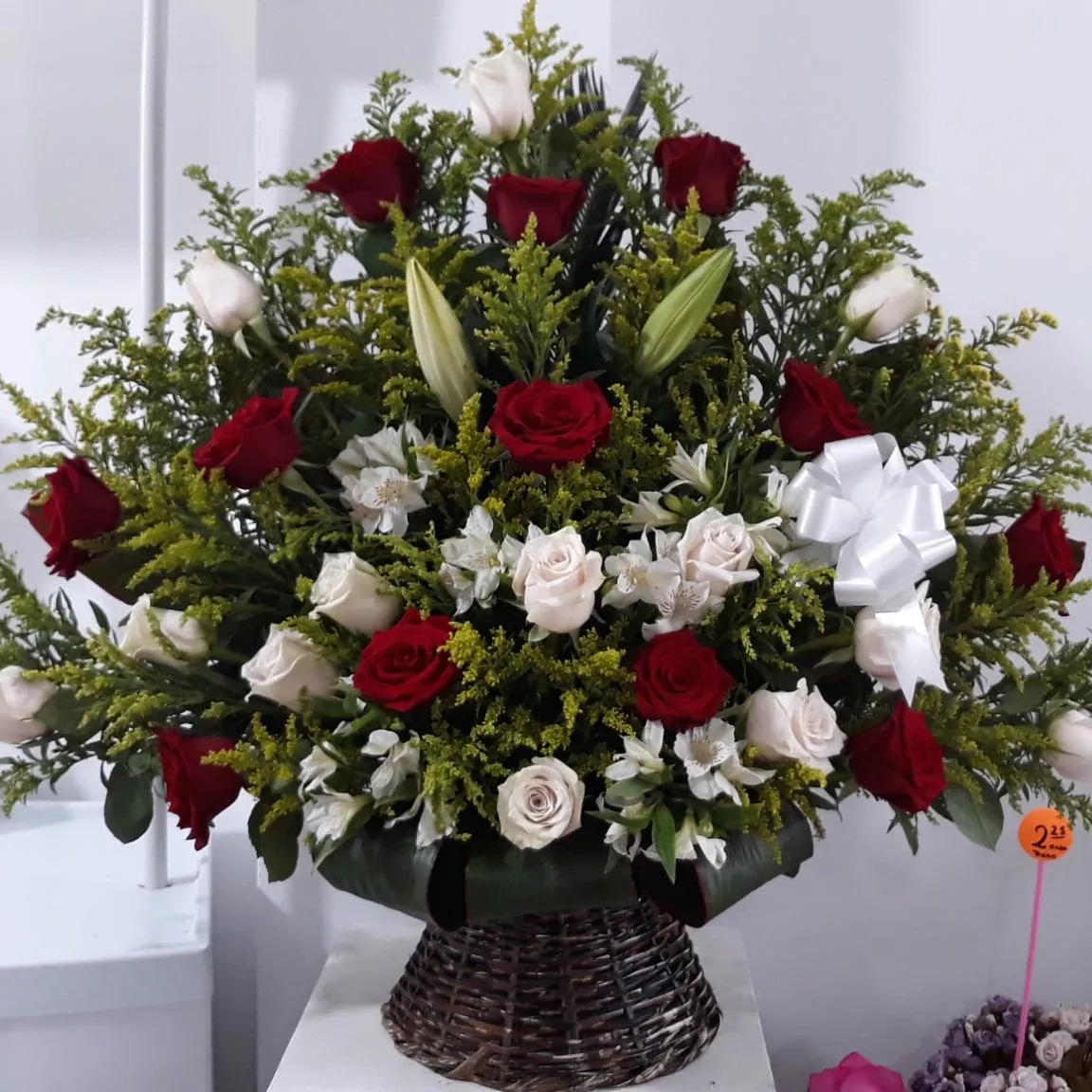 Elegancia Bicolor